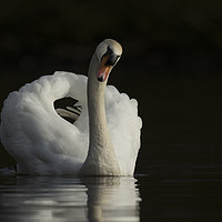Buy canvas prints of Mute swan, Cygnus olor by Simon Booth