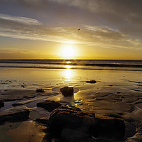 Buy canvas prints of Lone Seagull at Whitmore Bay by Tony Pritchard