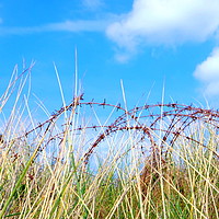 Buy canvas prints of Rusty grass by Dorian Phillips