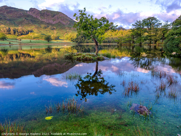 Rydal Tree at Sunrise version 1 Picture Board by George Hopkins