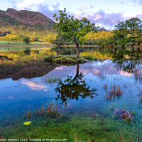 Buy canvas prints of Rydal Tree at Sunrise version 1 by George Hopkins