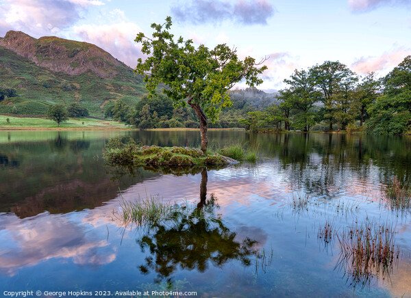 Rydal Tree at Sunrise version 2 Picture Board by George Hopkins
