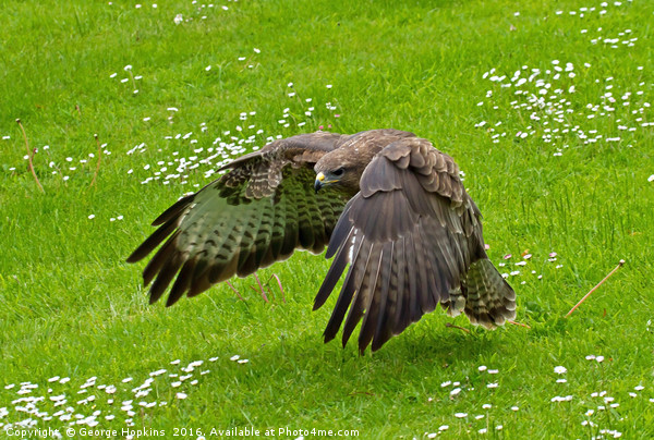 Low Flying Buzzard Picture Board by George Hopkins
