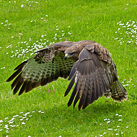 Buy canvas prints of Low Flying Buzzard by George Hopkins