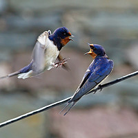 Buy canvas prints of Swallow on Swallow by George Hopkins