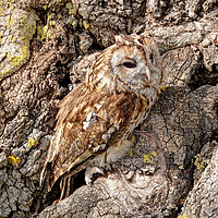 Buy canvas prints of Tawny Owl on Old Oak Tree by George Hopkins