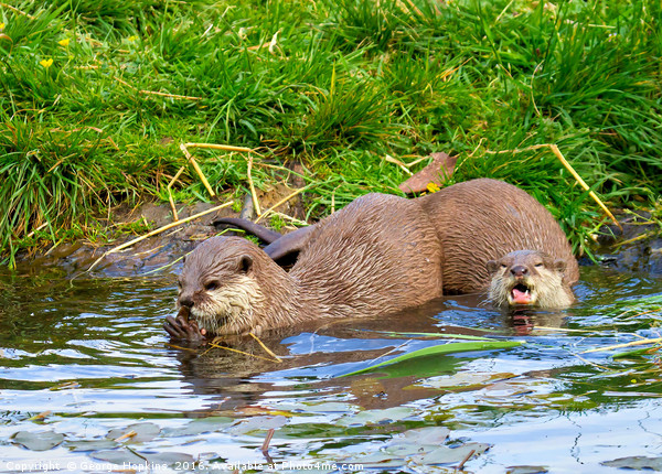 Freshwater Otters in Playful Mood Picture Board by George Hopkins