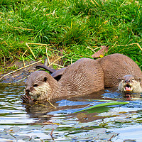 Buy canvas prints of Freshwater Otters in Playful Mood by George Hopkins