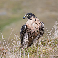 Buy canvas prints of Peregrine on Grassy Moorland by George Hopkins