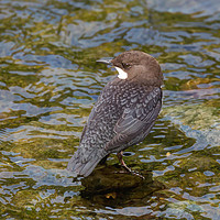 Buy canvas prints of Young Dipper in River Shallows by George Hopkins