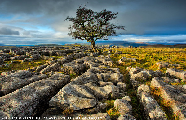 The Lone Tree on the Stones Picture Board by George Hopkins