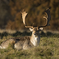 Buy canvas prints of Fallow Deer by Ben Taylor