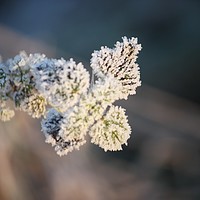 Buy canvas prints of Frozen plant at sunrise by Paul Ritchie