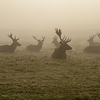 Buy canvas prints of Deers on a foggy morning by Manu Mulakkal