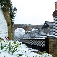 Buy canvas prints of snowdrops in Knaresborough by mike morley