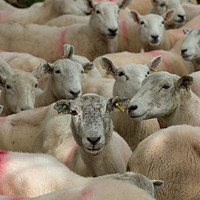 Buy canvas prints of Sheep by mike morley