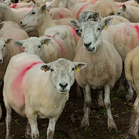 Buy canvas prints of Lake District sheep by mike morley