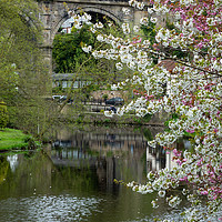 Buy canvas prints of Knaresborough Viaduct with blossom by mike morley
