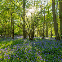 Buy canvas prints of Spring sun bluebells in woods near Knaresborough by mike morley