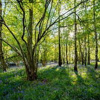Buy canvas prints of Spring sun bluebells in woods near Knaresborough by mike morley