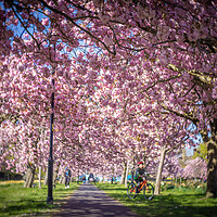Buy canvas prints of Cherry Blossom on Harrogate Stray by mike morley