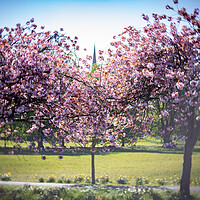 Buy canvas prints of Cherry Blossom on Harrogate Stray by mike morley