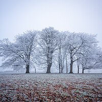 Buy canvas prints of frosty winter trees near Knaresborough by mike morley