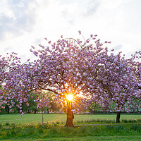 Buy canvas prints of cherry blossom at sunset on Harrogate Stray Yorksh by mike morley