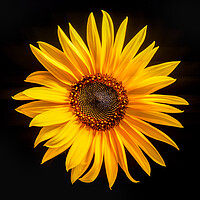 Buy canvas prints of Sunflower with black background by Bryn Morgan