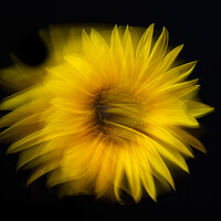 Buy canvas prints of Sunflower abstract by Bryn Morgan