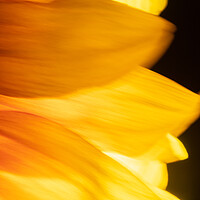 Buy canvas prints of Sunflower abstract by Bryn Morgan