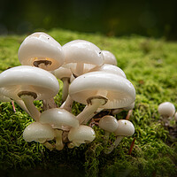 Buy canvas prints of Porcelain Fungus on tree stump by Bryn Morgan