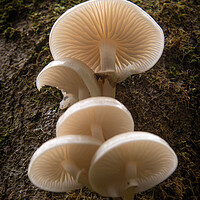 Buy canvas prints of Porcelain Fungus on wood, Mucidula mucida by Bryn Morgan