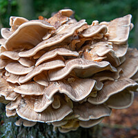 Buy canvas prints of Blackening polypore on dying tree by Bryn Morgan