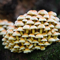 Buy canvas prints of Sulphur tufts on dying tree by Bryn Morgan