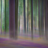 Buy canvas prints of Pine trees in a forest by Bryn Morgan
