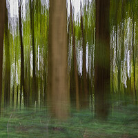 Buy canvas prints of Pine trees in a forest by Bryn Morgan
