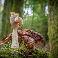Buy canvas prints of Helvella crispa, saddle fungi in the woods by Bryn Morgan