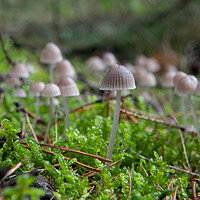 Buy canvas prints of Coprinellus disseminatus growing on moss by Bryn Morgan