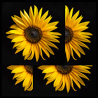 Buy canvas prints of Sunflower by Bryn Morgan