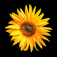 Buy canvas prints of Single sunflower by Bryn Morgan