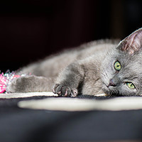Buy canvas prints of Grey kitten playing with tinsel. by Bryn Morgan