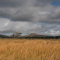 Buy canvas prints of Lone tree on the Brecon beacons. by Bryn Morgan