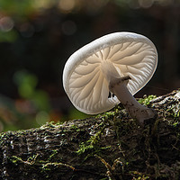 Buy canvas prints of Porcelain fungus. by Bryn Morgan