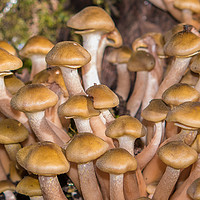 Buy canvas prints of Mushrooms, Honey fungus. by Bryn Morgan