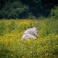 Buy canvas prints of White horse amongst the buttercups. by Bryn Morgan
