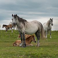 Buy canvas prints of Wild horses at Cefn Bryn on the Gower Peninsula. by Bryn Morgan