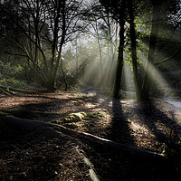 Buy canvas prints of Rays of light at Penllergare woods. by Bryn Morgan