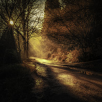 Buy canvas prints of Penllergare woods amongst rays of light by Bryn Morgan