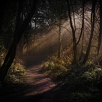 Buy canvas prints of Rays of light at Penllergare woods. by Bryn Morgan